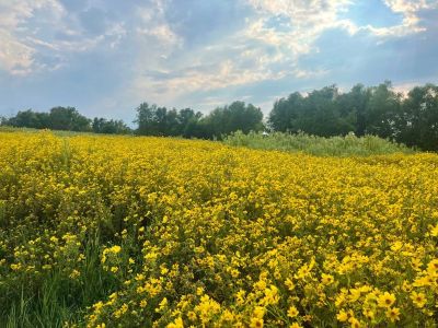 Pollinator Project